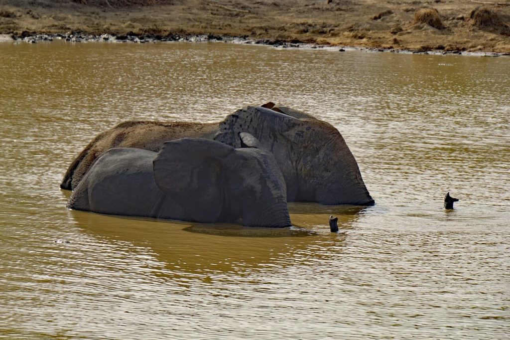 Parc national de Bía