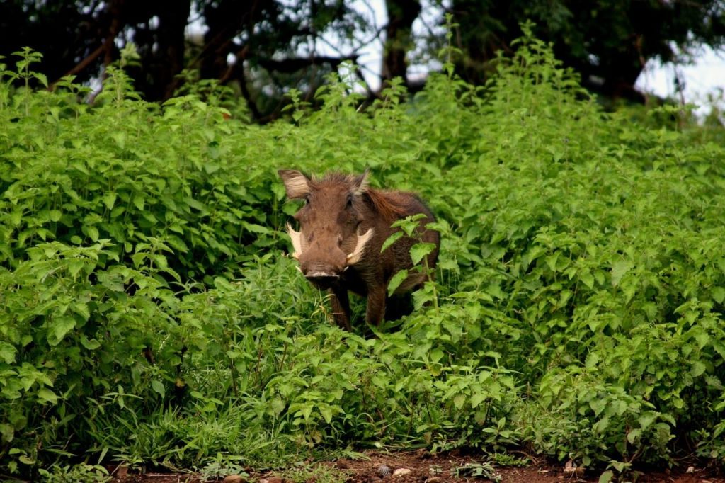 Parc national de Digya