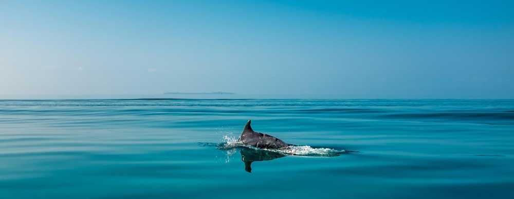 Nager avec les dauphins dans les destinations de vacances au Mozambique