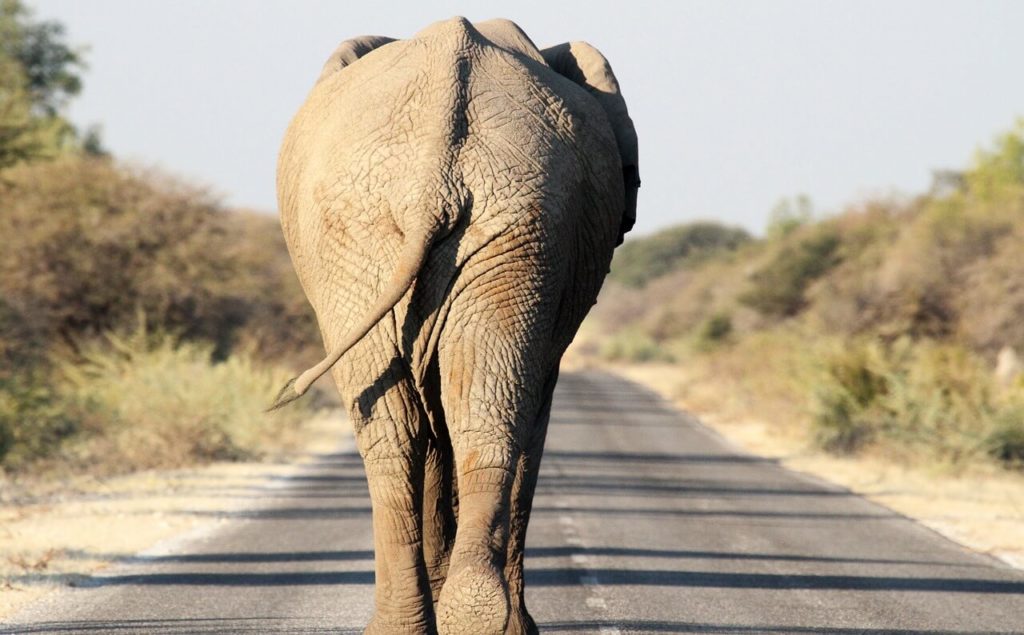 Namibia Safari Holidays Elephant-1191878_1280