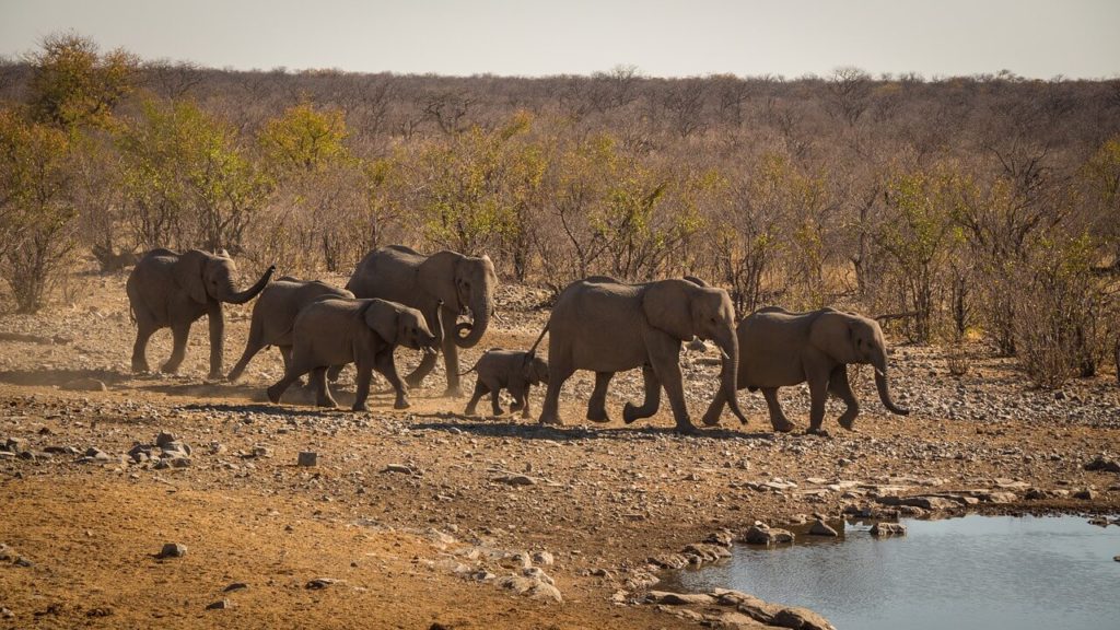 Meilleures destinations de vacances en Namibie Etosha National Park Safari