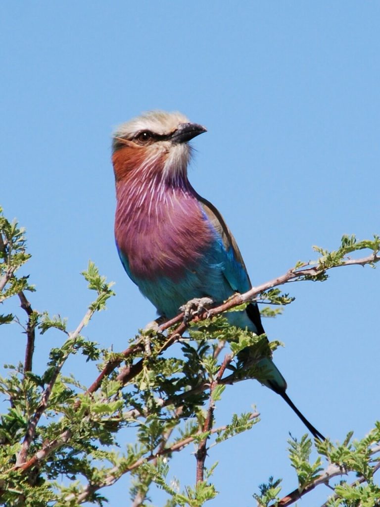 Safari dans le parc national de Mamili