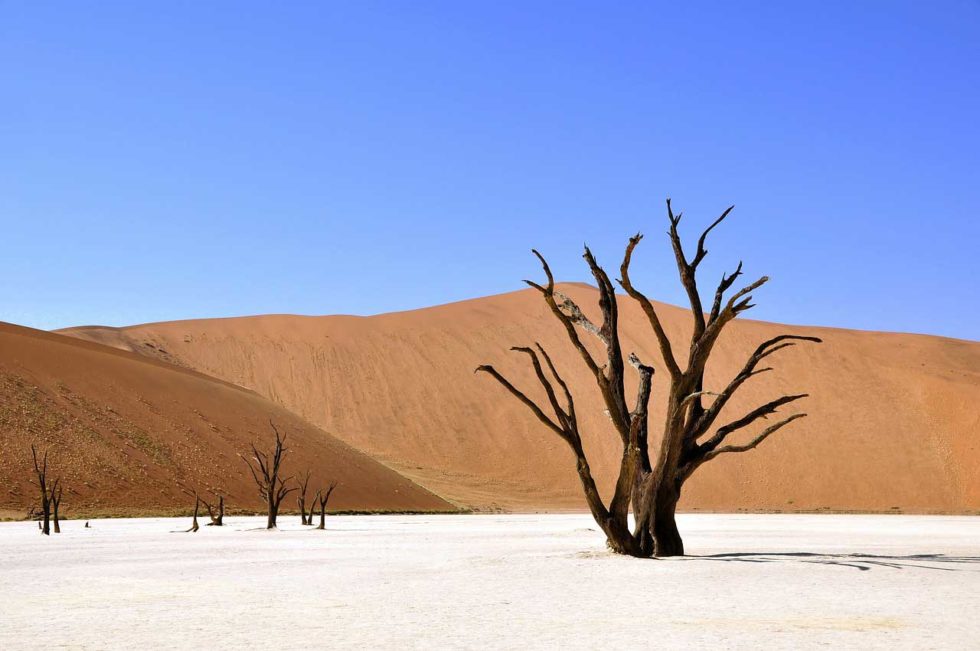 Namibia Safari and Holidays Desert Tree