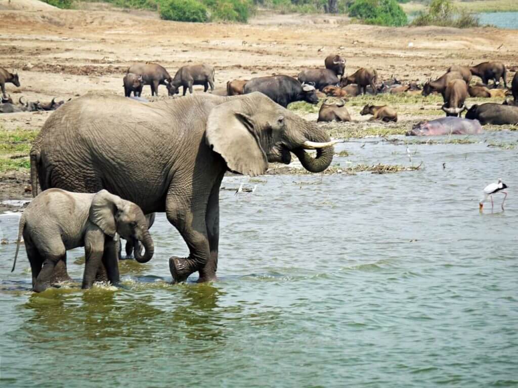 Sehemu bora zaidi za likizo huko Uganda Queen Elizabeth National Park