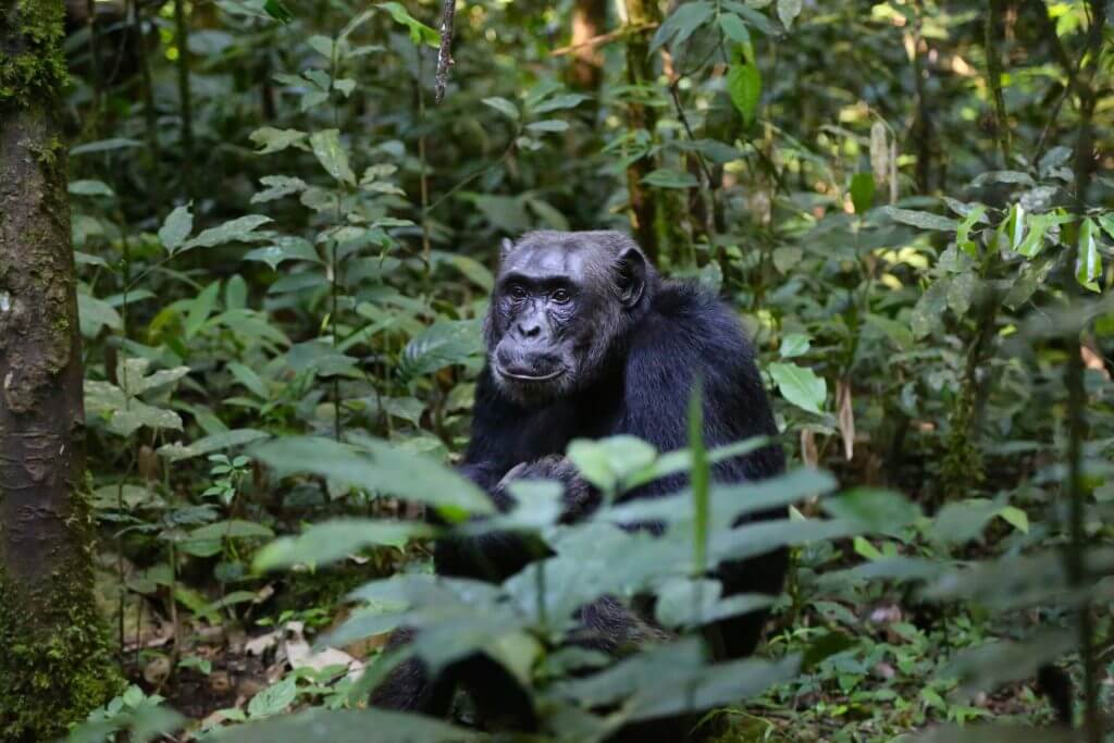 Meilleures destinations de vacances en Ouganda Parc national de Bwindi