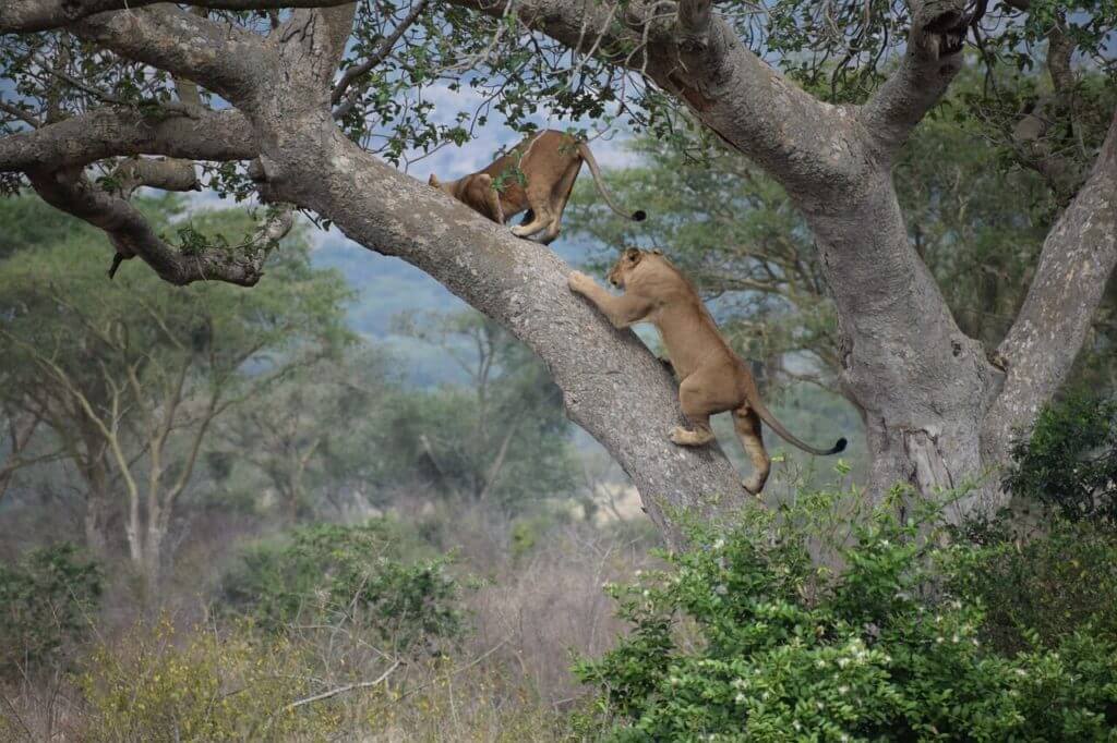 Sehemu bora zaidi za likizo huko Uganda Nature & Wildlife Areas