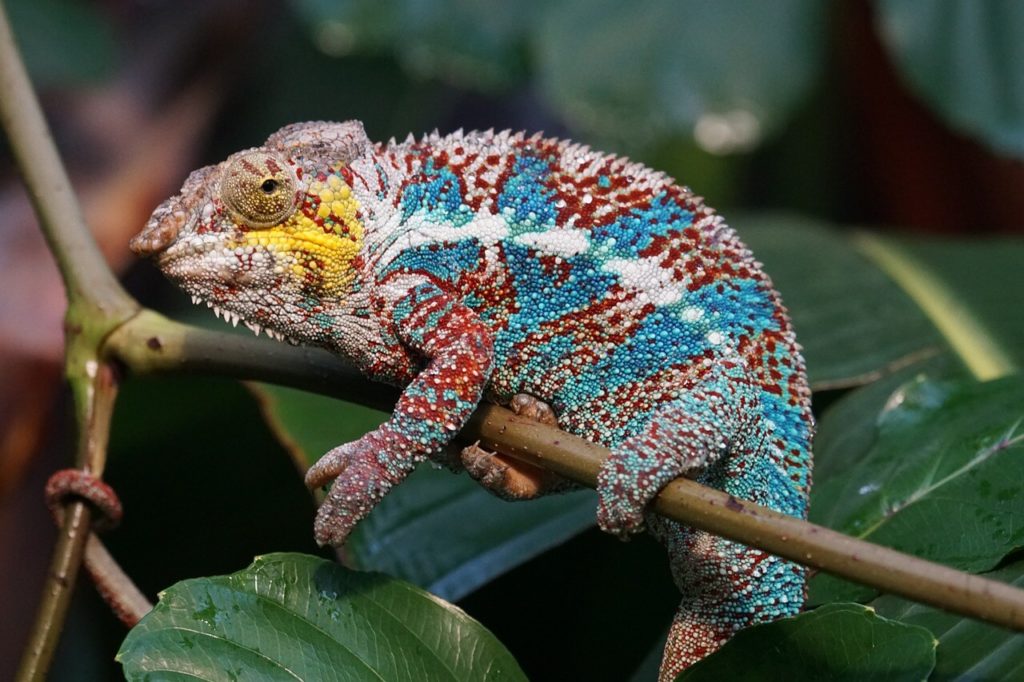 Sehemu bora za likizo huko Madagascar Chameleon katika Hifadhi ya Kitaifa ya Isalo