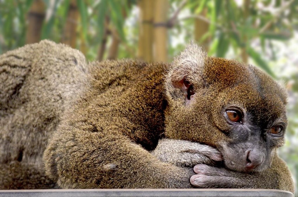 Sehemu maarufu za kukodisha wakati wa likizo mjini Madagascar La Palmarium