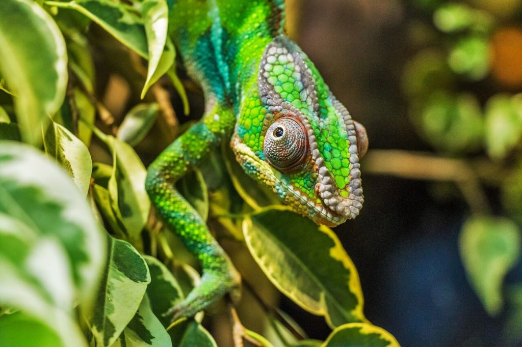 Mazingira na Maeneo ya Wanyamapori nchini Madagaska