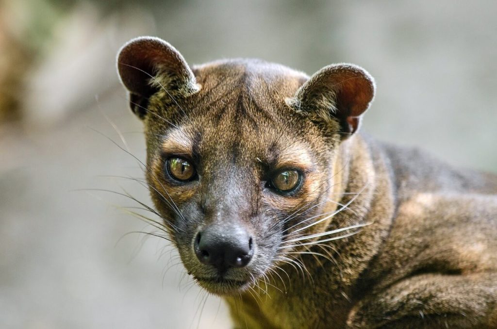 Best holiday destinations in Madagascar Fossa