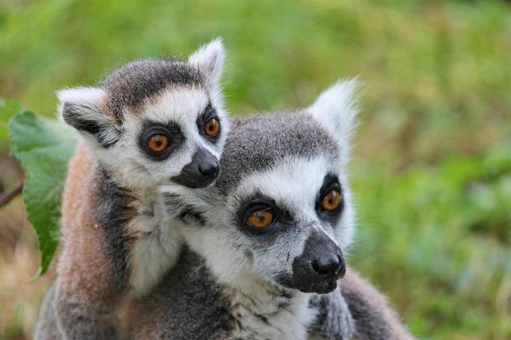 Parc National de Ndasibe et Mantadia - Meilleures destinations de vacances à Madagascar 