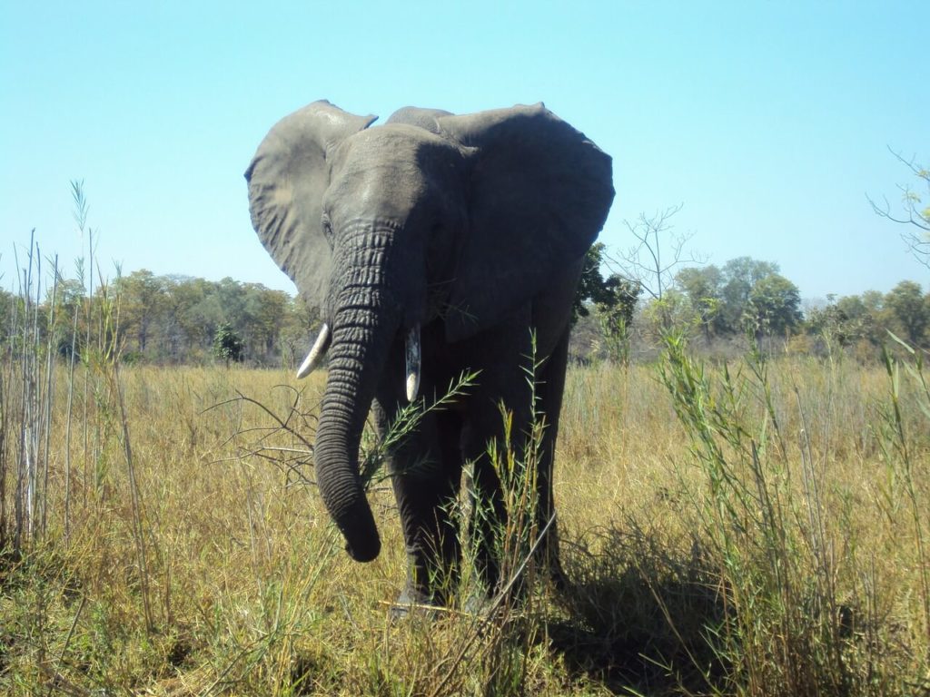 Best holiday destinations in Malawi Majete Wildlife Reserve