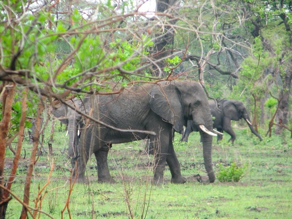 Meilleures destinations de vacances au Malawi Parc national de Liwonde