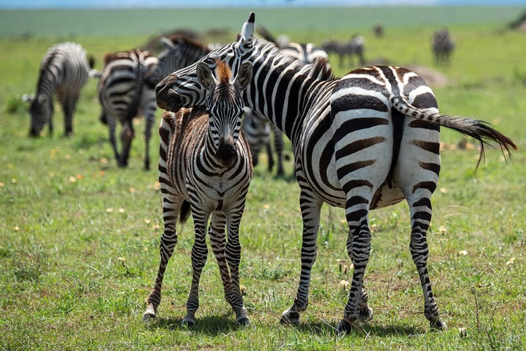 Meilleures destinations de vacances au Parc national de Kasungu, Malawi