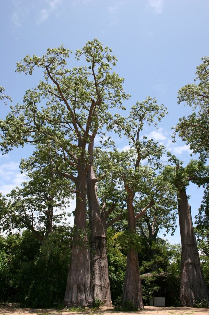 Asili ya Malawi