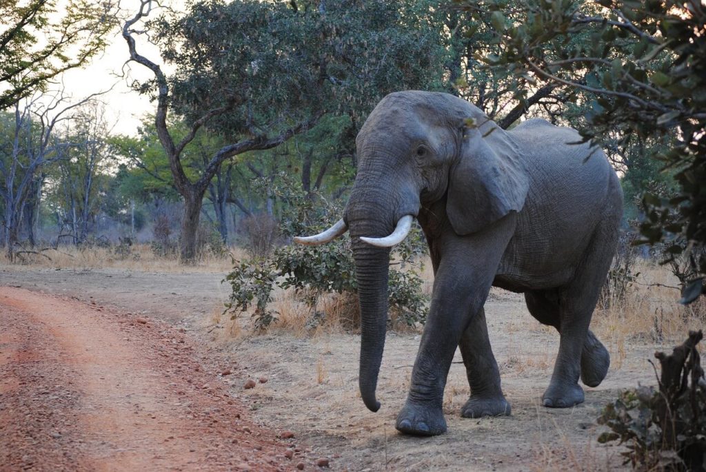 Parc national de Sioma Ngwezi