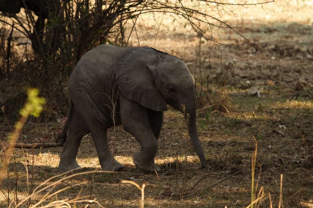 Mazingira ya Zambia na Maeneo ya Wanyamapori