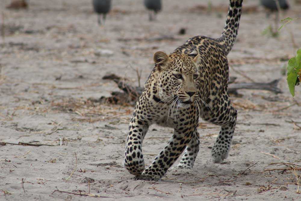 Mbuga ya Kitaifa ya Chini ya Zambezi - Safari na Likizo za Zambia