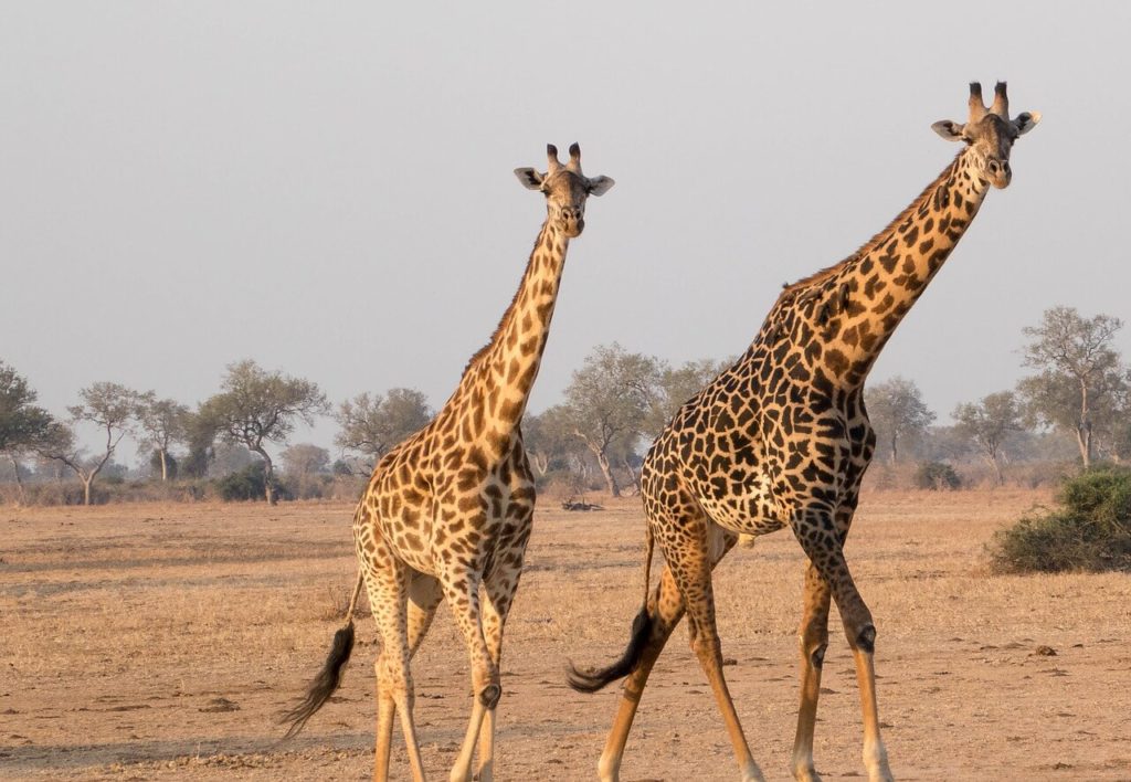 Zambia Safari - National Parks - Giraffe