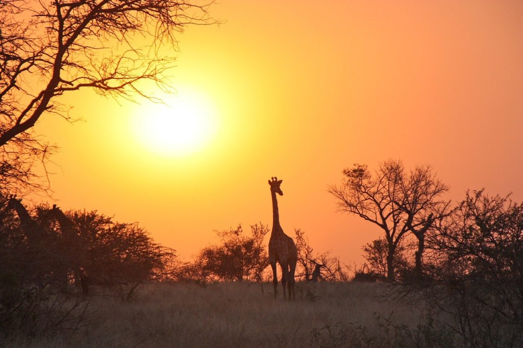 Zambie Safari & Vacances Coucher de soleil girafe