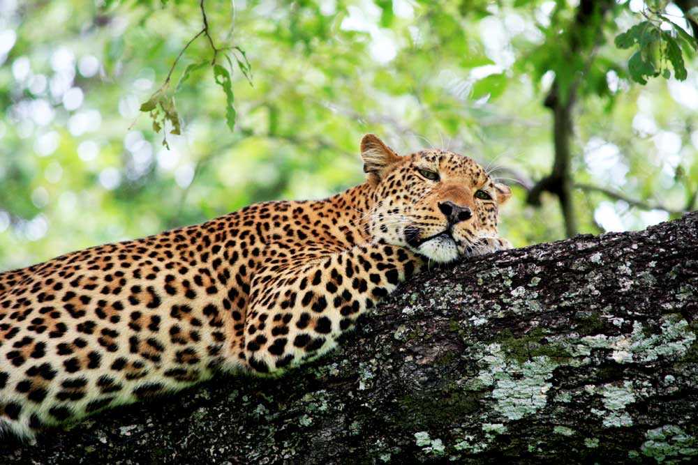 Leopard- Zambia Safari & Likizo