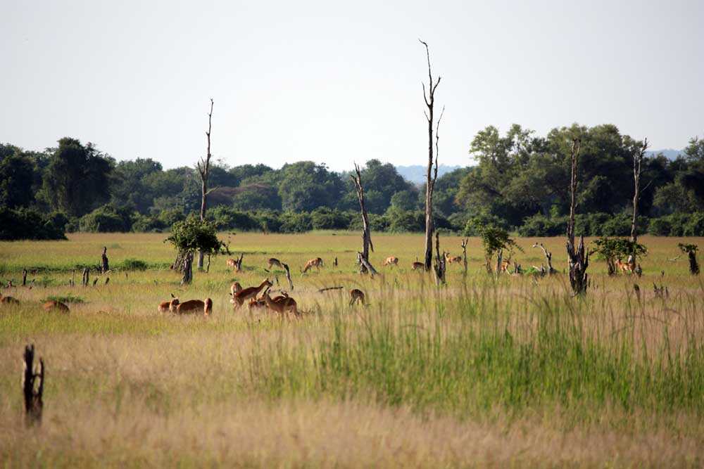 Mbuga za Kitaifa za Zambia