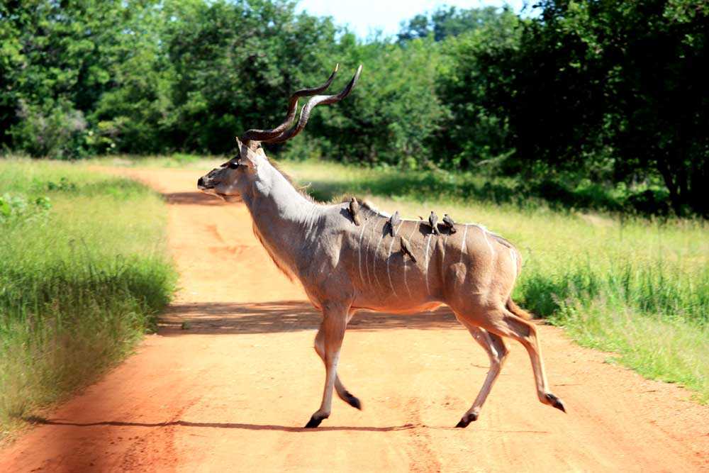 Parc national du sud de Luangwa