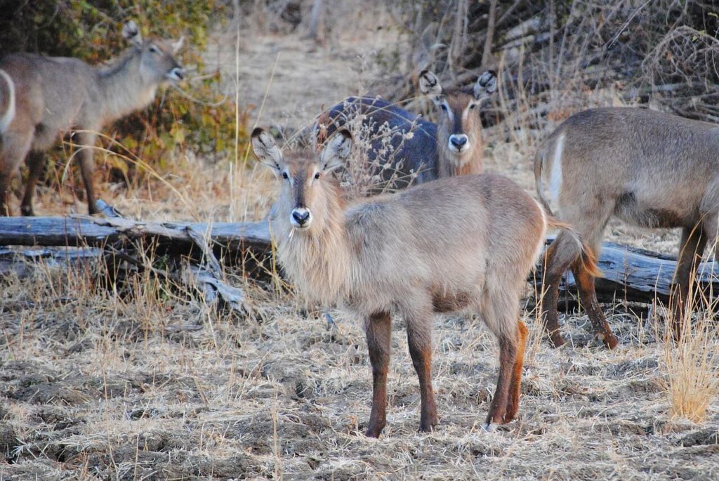 Lusaka National Park