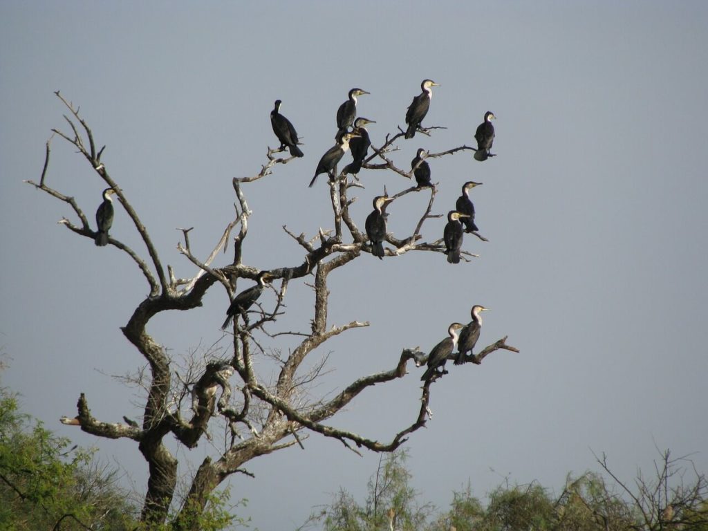 Parc National de la Basse Casamance - Guide de voyage et de vacances au Sénégal