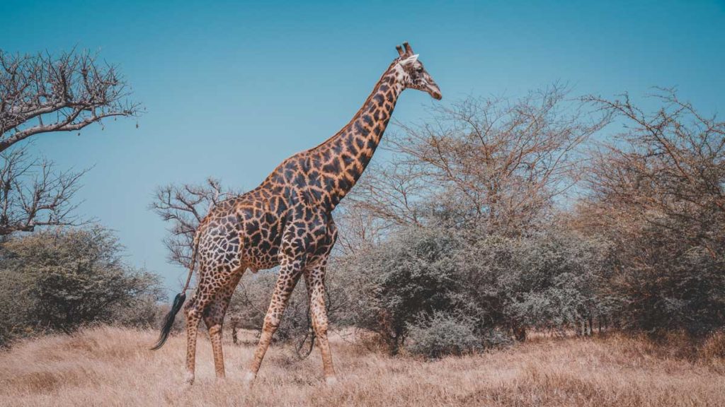  Giraffe - Senegal Holidays and Travel Guide