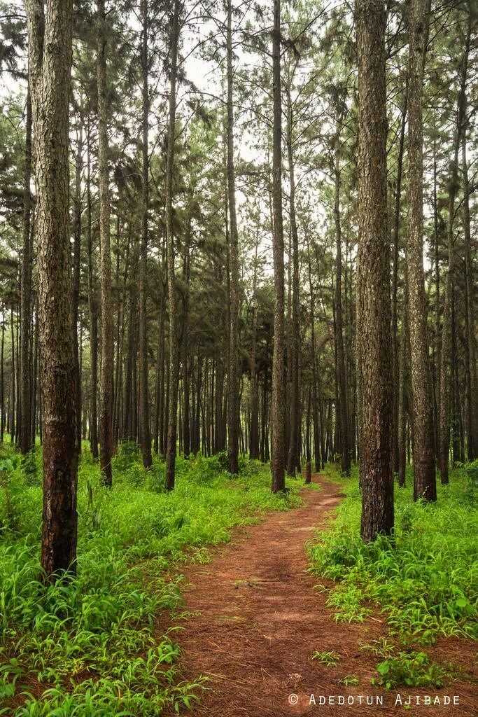 Enugu Nigeria - into the woods