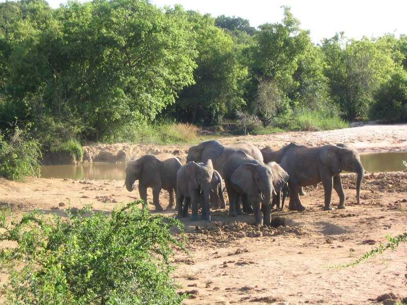 Tembo wa Yankari - Mwongozo wa Likizo na Usafiri wa Nigeria