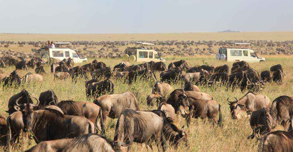 Migration of Wildebeest in Serengeti Park - Buffalos - safari in Tanzania and Zanzibar beach holiday