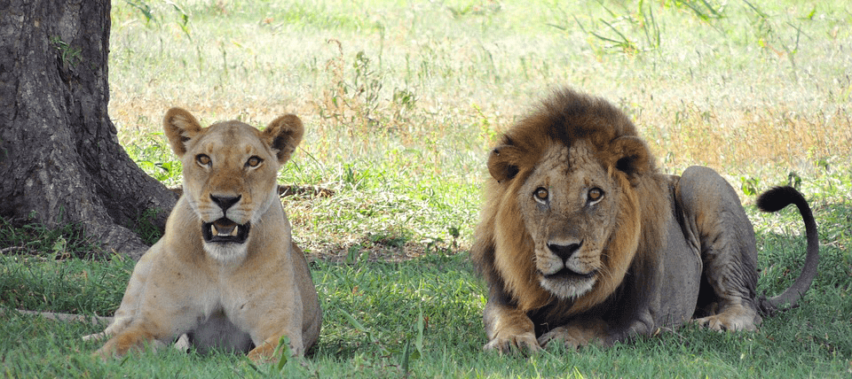 Safari dans le parc national du Serengeti en Tanzanie et vacances à la plage à Zanzibar