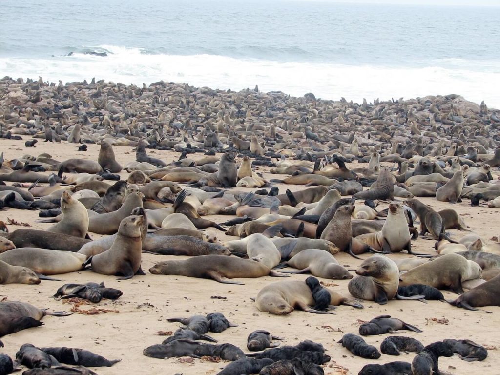 The Cape Cross Seal Colony in Namibia - Holidays in Africa