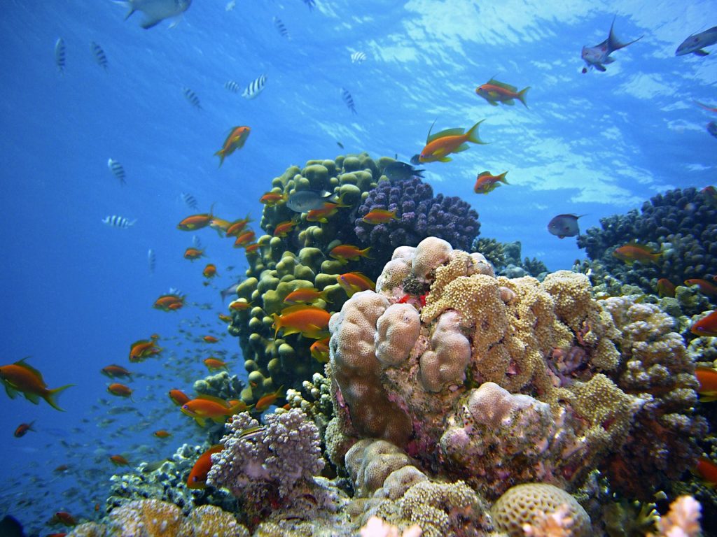 SnorkelingWater activities in Zanzibar