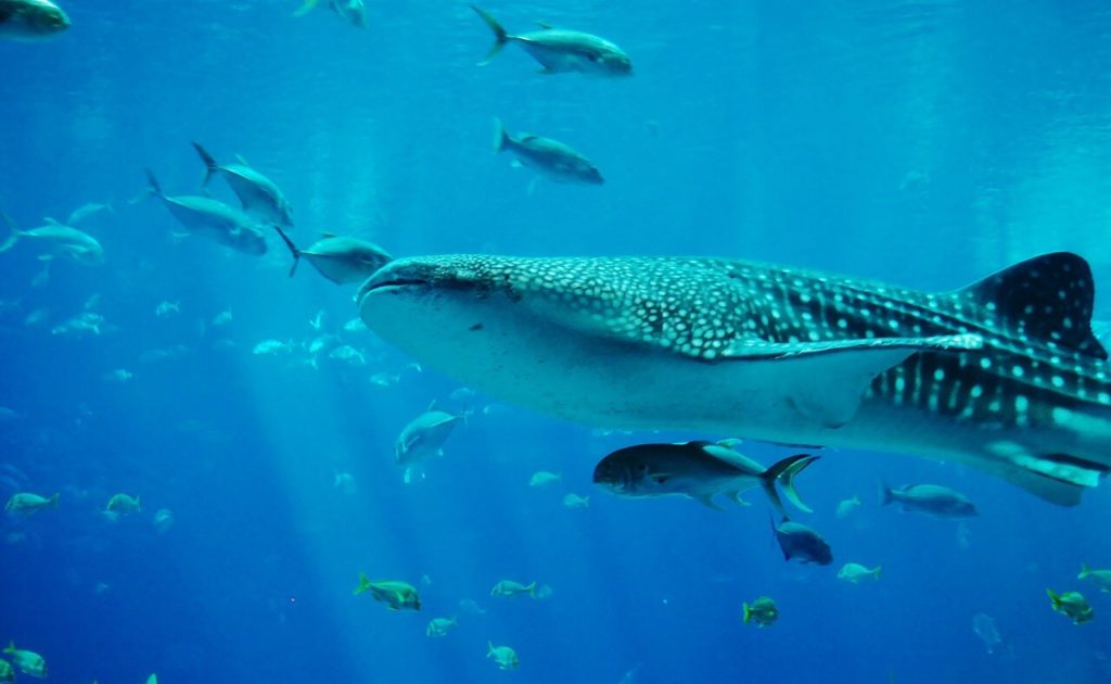 Whale Sharks Encounters - Water Activities in Cape Verde