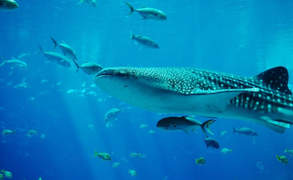 Whale Sharks Encounters