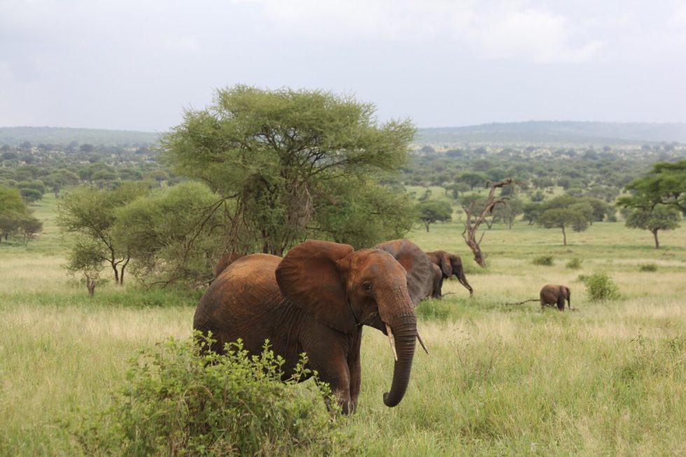 Budget Safari Tanzania Elephants
