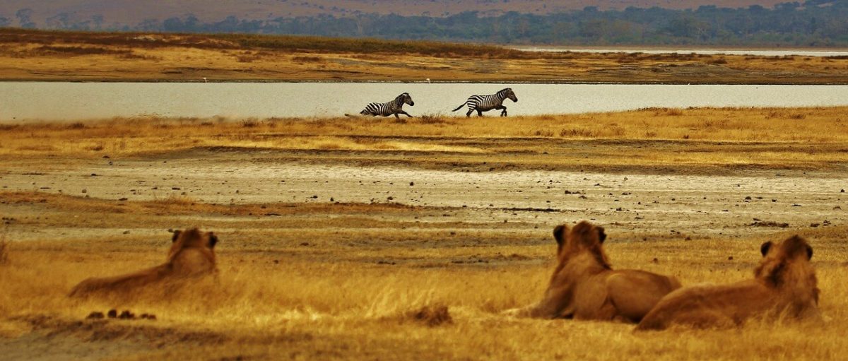 Lion - Planning a Budget Safari in Tanzania - Budget Lodges