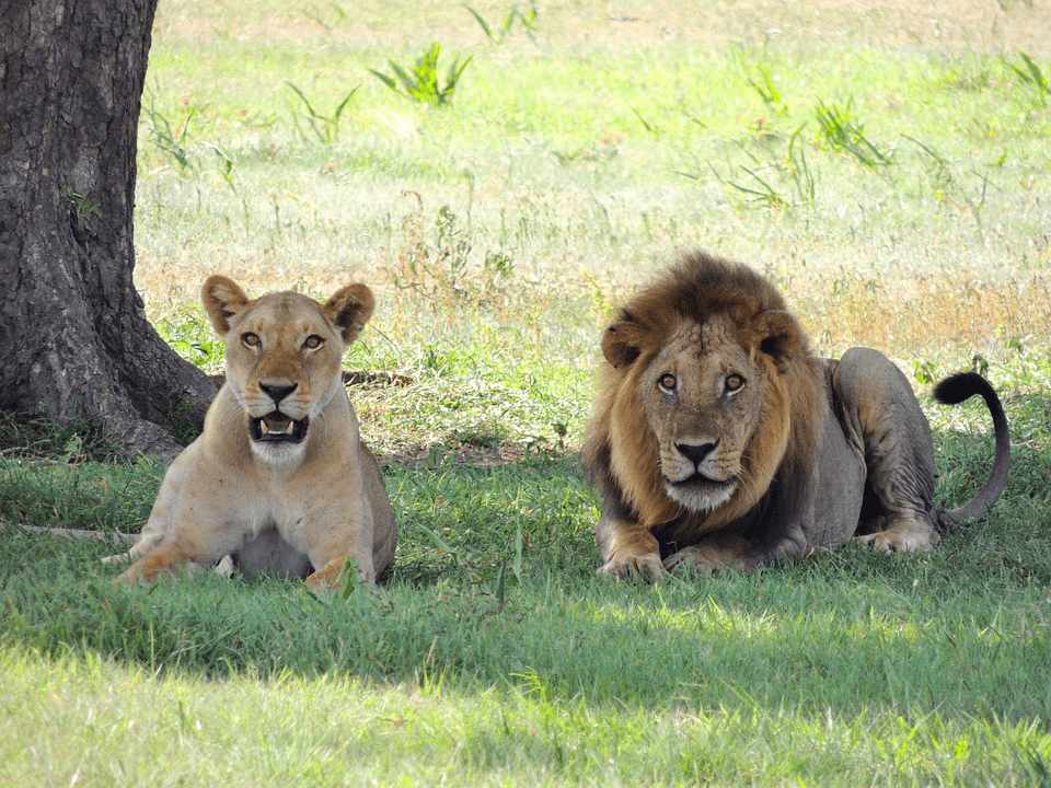 Lion - Planning a luxury safari in Tanzania