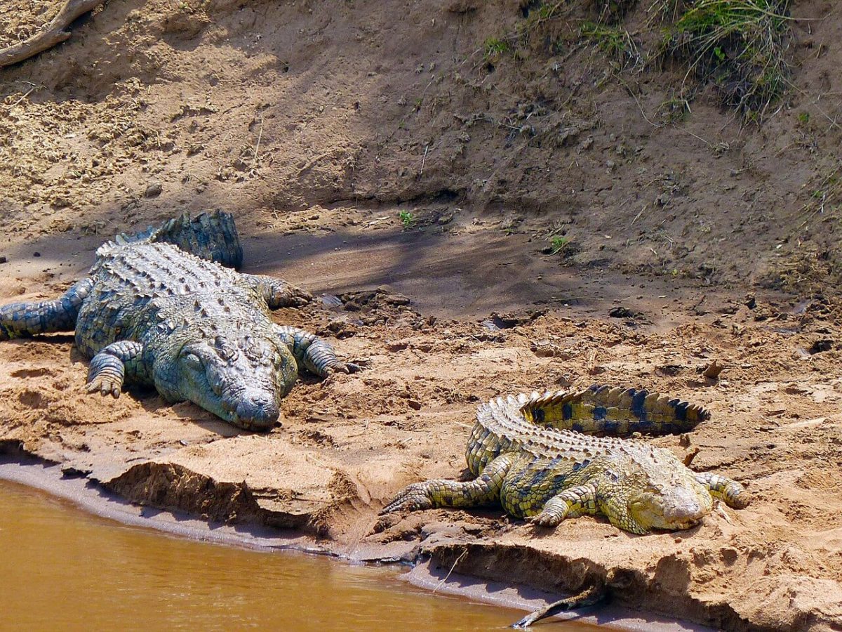 Crocodile - Budget Safari in Kenya