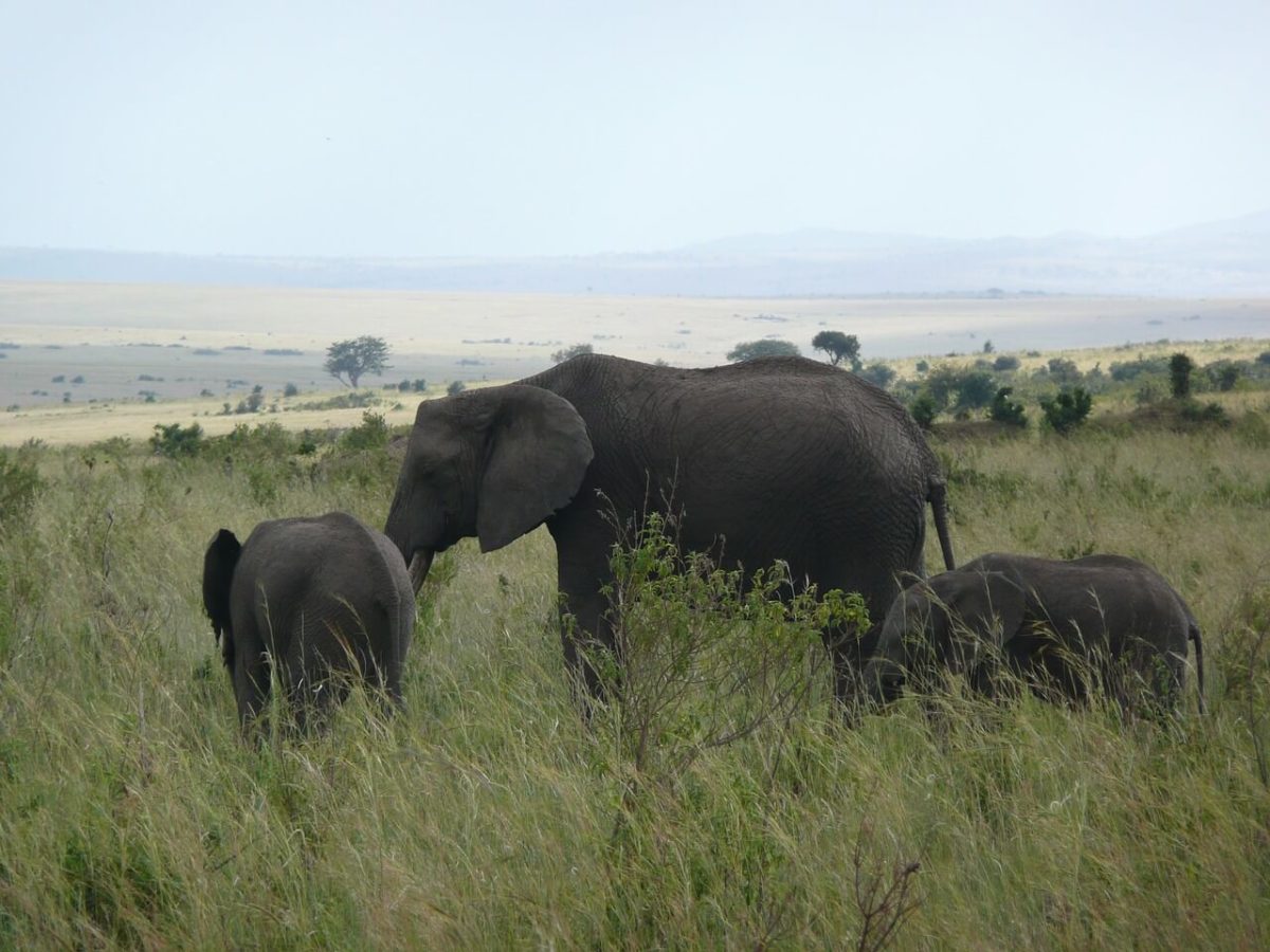 Elephants - Budget Safari in Kenya