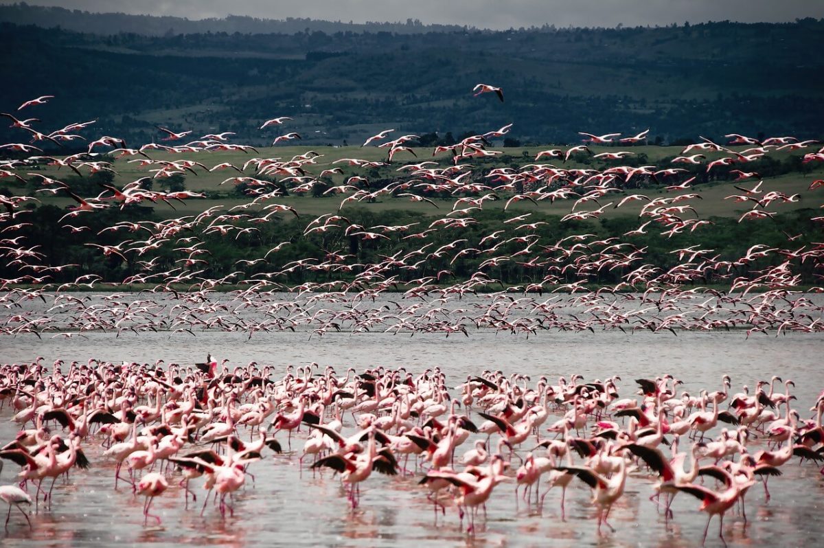 Flamingos - Budget Safari in Kenya