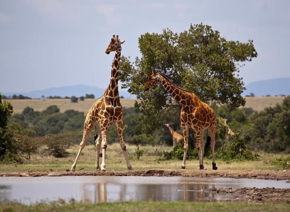 Budget Safari in Kenya Budget Safari in Kenya Giraffe