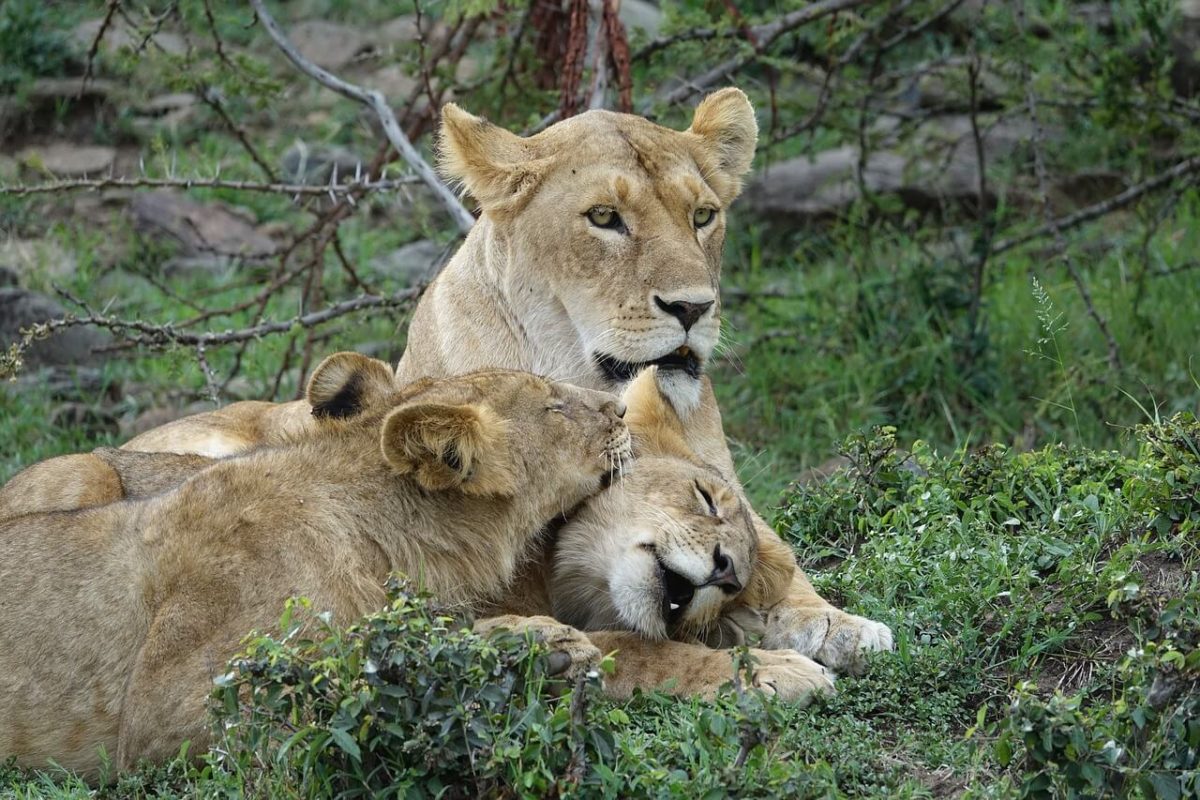 Budget Safari in Kenya Lion