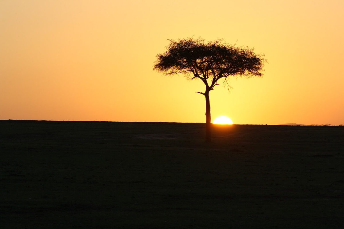 Savanna tree