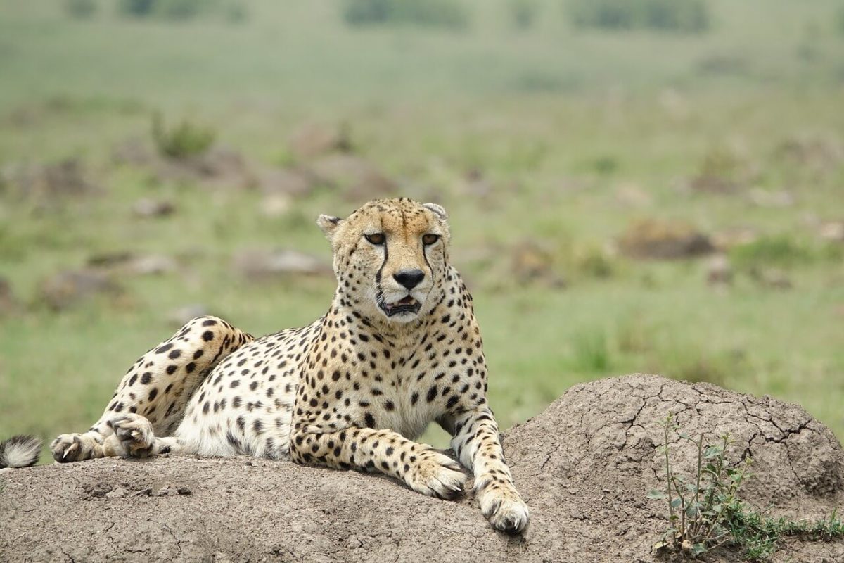 Gepard