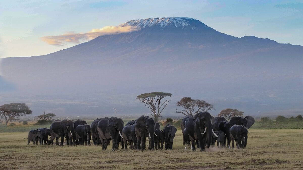 Amboseli National Park - Things to Do in Mombasa