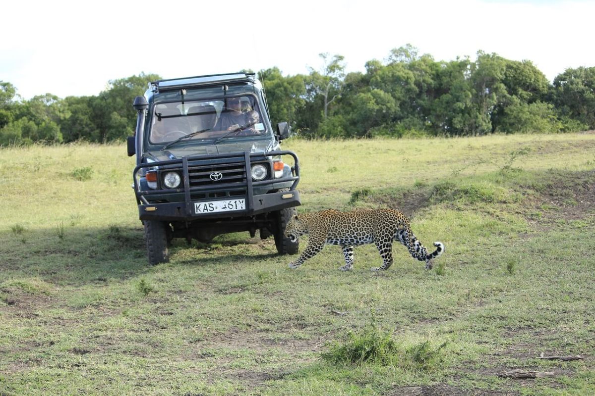 Masai Mara Safari